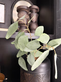 24” Eucalyptus Leaf Spray