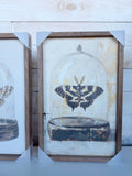 10" x 16" Glass Moth Iii By Petals Prints Design