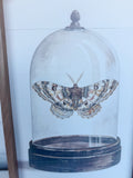 10" x 16" Glass Moth I By Petals Prints Design