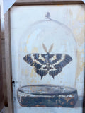 10" x 16" Glass Moth Iii By Petals Prints Design