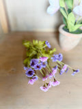 10.5" Purple Daisy Bush