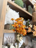 13" Mini Dried Daisy Bundle - Orange
