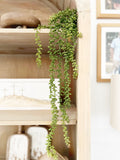 28" Hanging Donkey Tail Bush