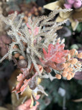 21" Pompom Winter Pine Bundle
