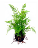 Fern Planter Filler