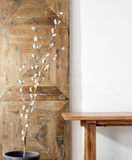 46" Pussy Willow Stem