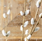 46" Pussy Willow Stem