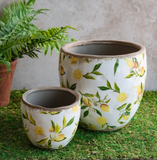 Lemon Planters