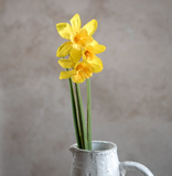 22" Yellow Daffodils Stem