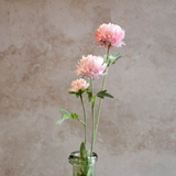 Large Pink Chrysanthemum Stem