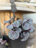 16" Soft Pepperomia Bush - Purple Mix