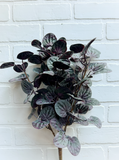 16" Soft Pepperomia Bush - Purple Mix