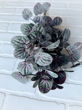 16" Soft Pepperomia Bush - Purple Mix