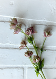 23" Astrantia Spray - Mauve