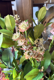 23" Astrantia Spray - Mauve