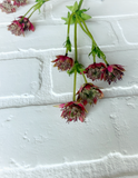 23" Astrantia Spray Burgundy