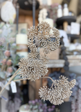 33" Cow Parsnip Spray - Beige