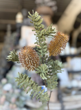 26" Banksia Spray - Brown