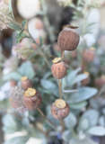 30" Poppy Seed Spray - Brown Mix