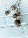 30" Poppy Seed Spray - Brown Mix
