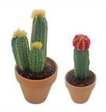 Potted Wool Cactus