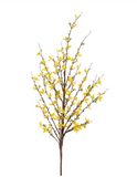 51" Forsythia Branch