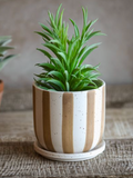 4.5" Matte Brown Stripe Ceramic Planter