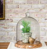 14" Glass Dome + Acacia Wood Base
