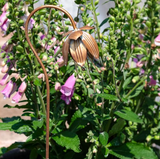 22" Weeping Flower Garden Stake