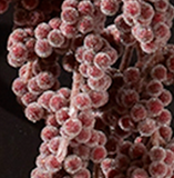 26.5" Icy Berry Branch - Wine