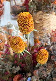 29" Banksia Spray - Amber Yellow