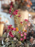 23.5"  Waxflower Spray - Berry
