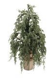 18" Dark Green Juniper