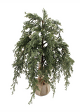12" Dark Green Juniper